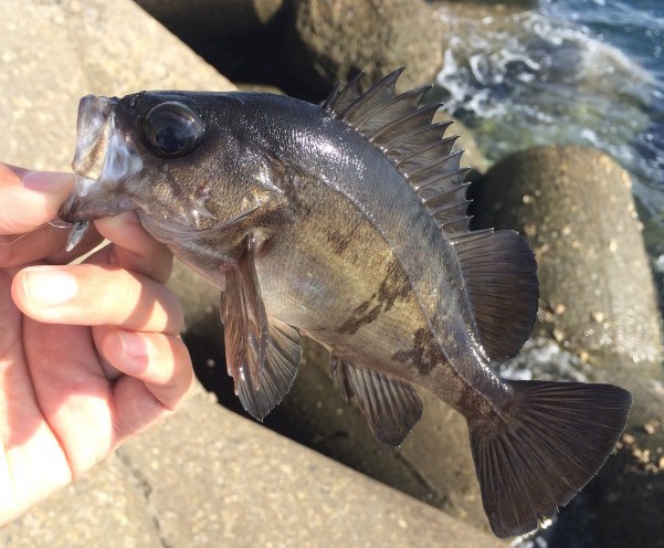 メバルイメージ