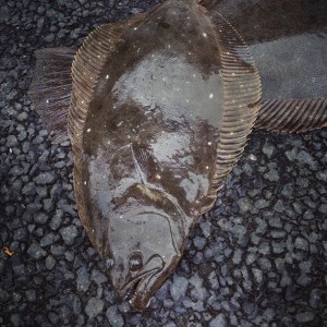 ヒラメのイメージ写真