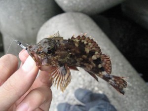 フライでガシラ画像