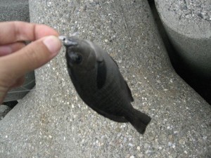 穴釣りでメジナ