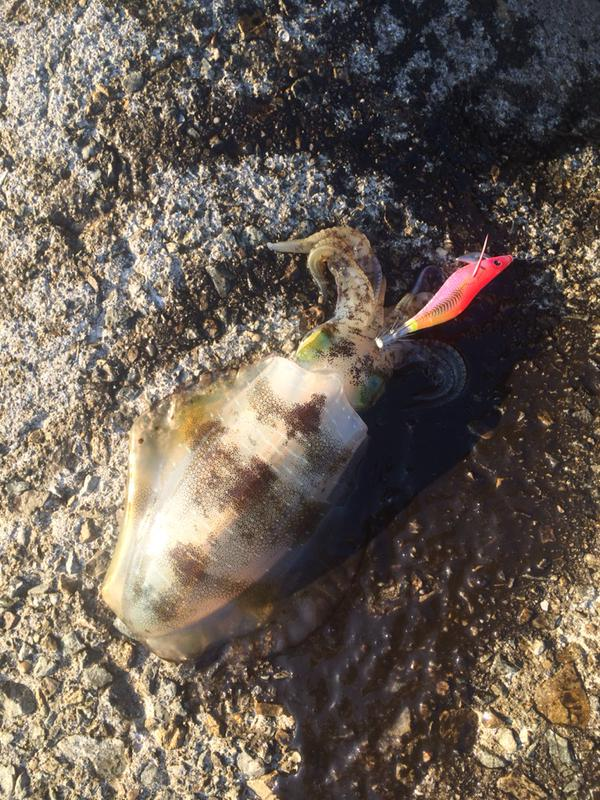 ナイスサイズのアオリ