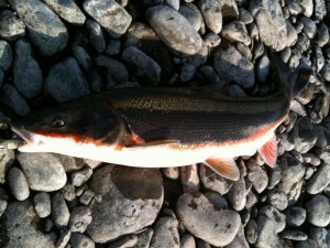 多摩川のウグイイメージ