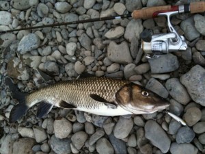 ウグイの外道、ニゴイ画像