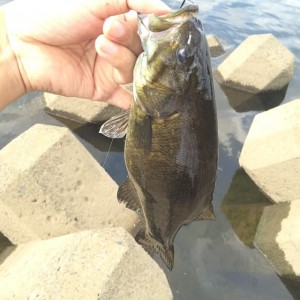 夏の多摩川スモールマウス