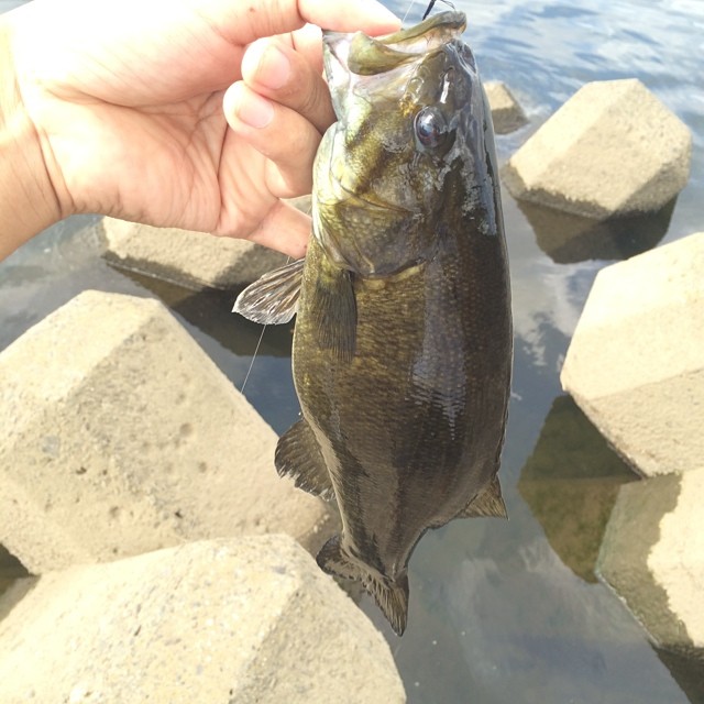 スモールゲット画像