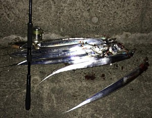 タチウオ大漁画像