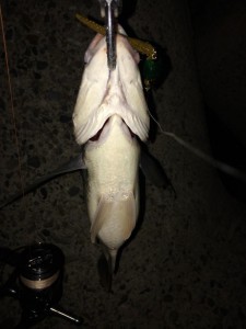 お腹がパンパンのグッドコンディション