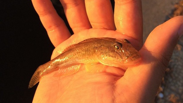 ハゼ釣りイメージ