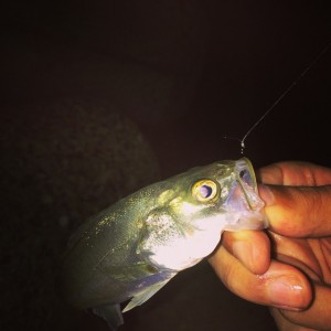 ちっちゃいセイゴ