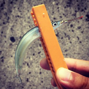 サヨリイメージ