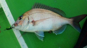 かぶらで釣ったマダイの写真