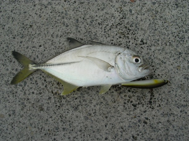 ルアーで釣れたメッキ