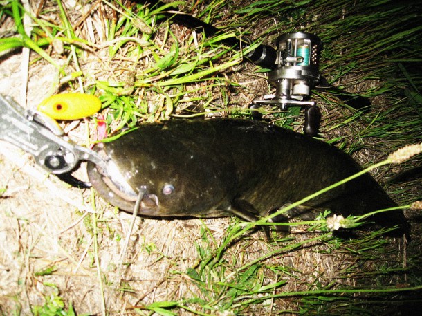 ナマズイメージ