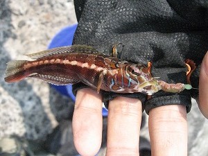 投げ釣りで釣れる魚の写真