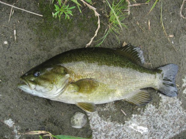 外来魚イメージ