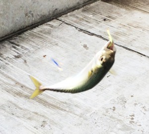 サビキで釣ったサバ