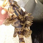 ソイのイメージ