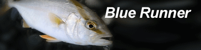 ブルーランナーの釣り方
