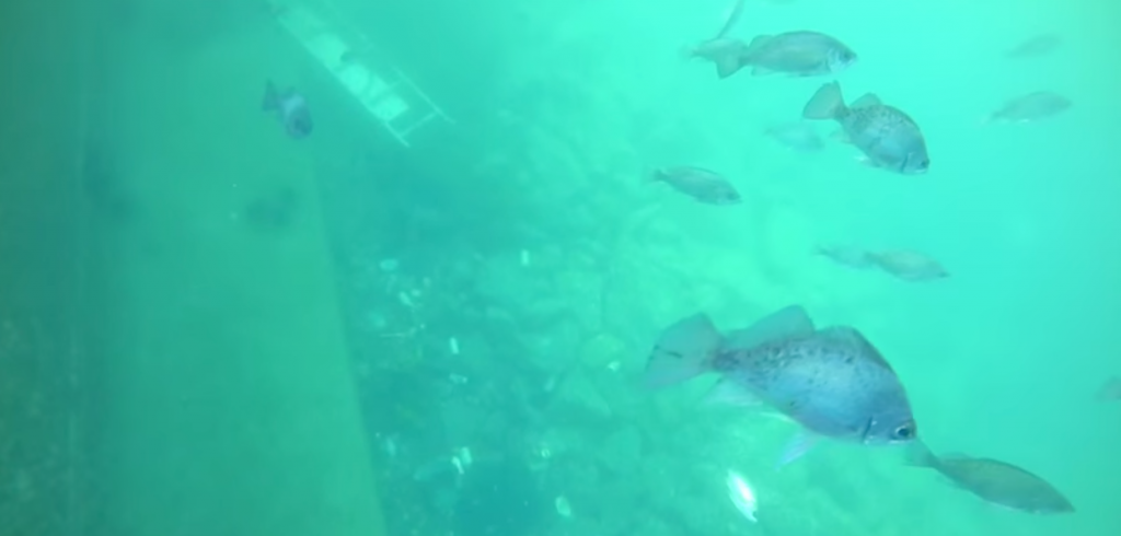 昼間にルアーでメバルを釣るコツ