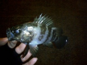 メバルテクニック