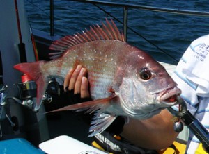 タイラバで真鯛
