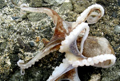 投げ釣りで釣れる魚の写真