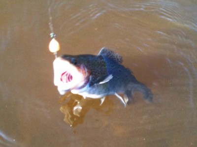 トップで釣ったニジマス