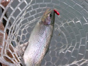 トラウトキャッチイメージ