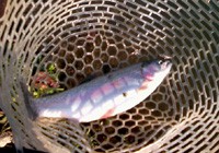 ニジマスイメージ