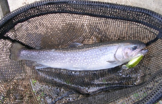 クランクで釣れたイワナ