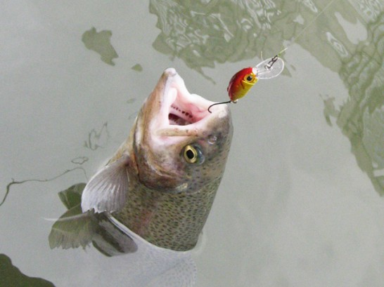 クランクで釣ったニジマス