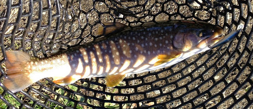 ミノーで釣れたマス