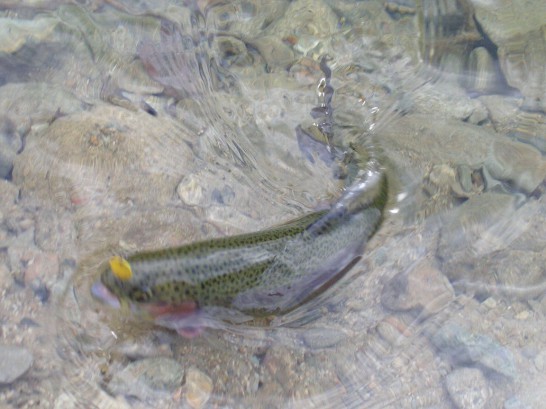 スプーンをくわえるニジマス