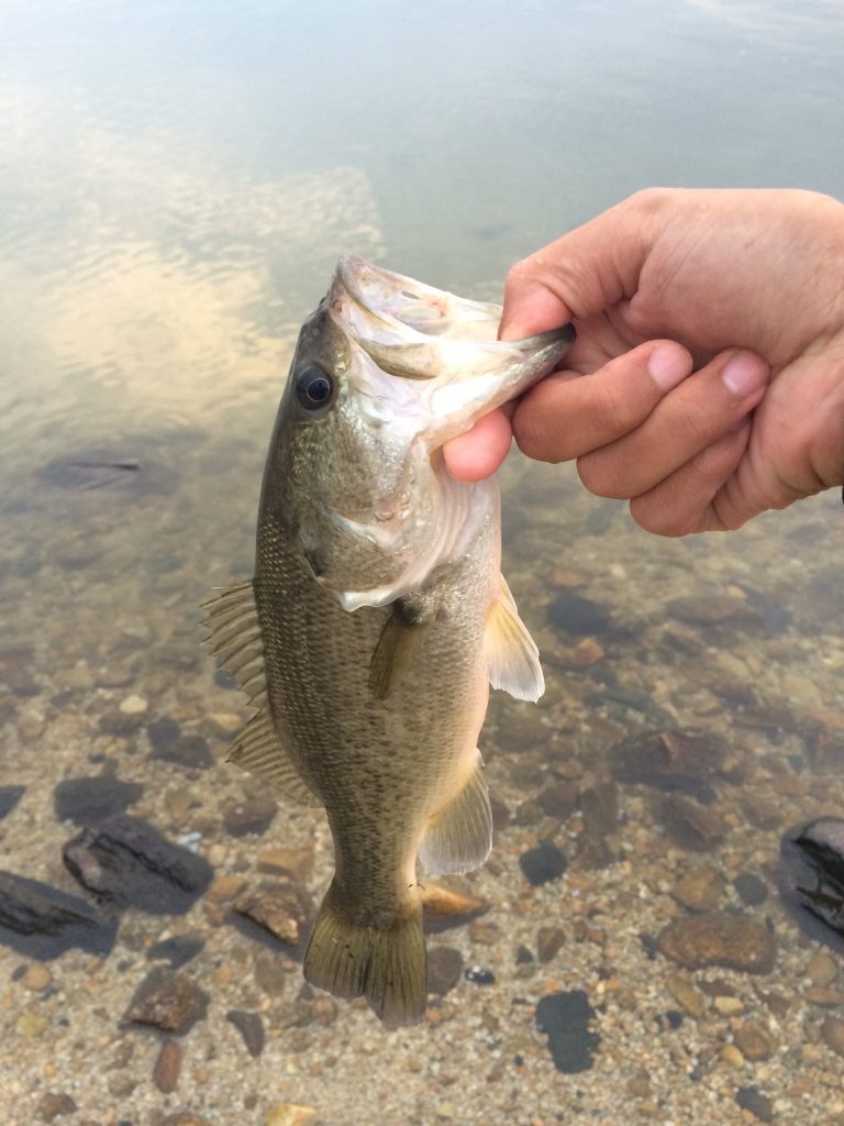 琵琶湖バスイメージ