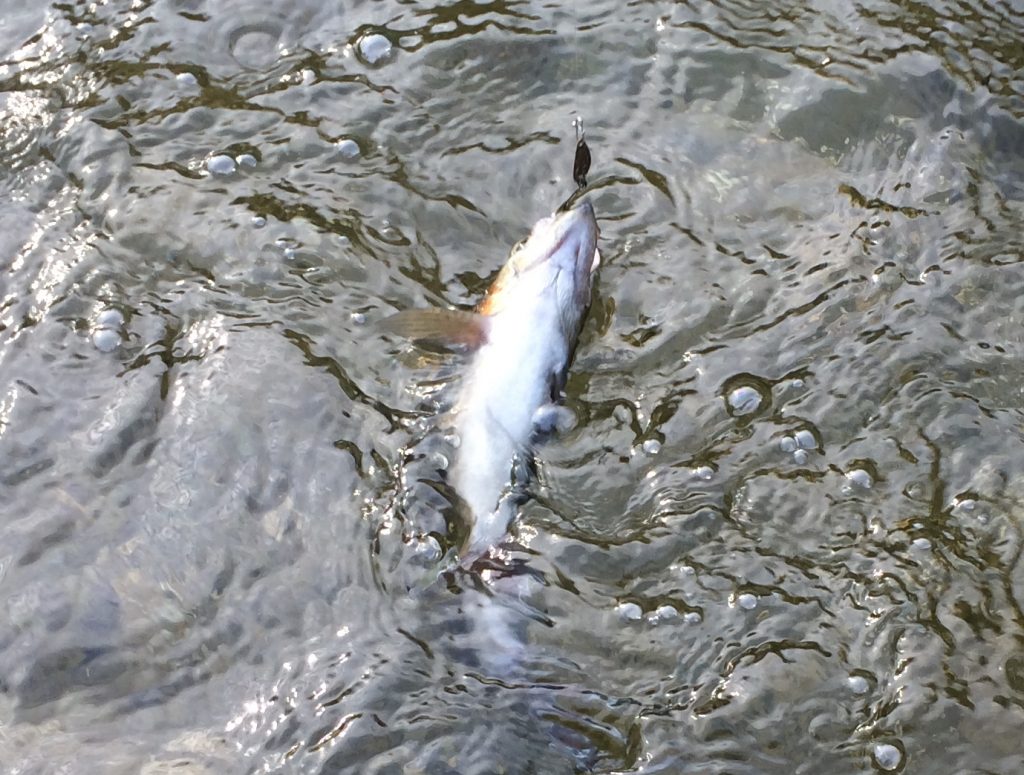 ニジマスイメージ