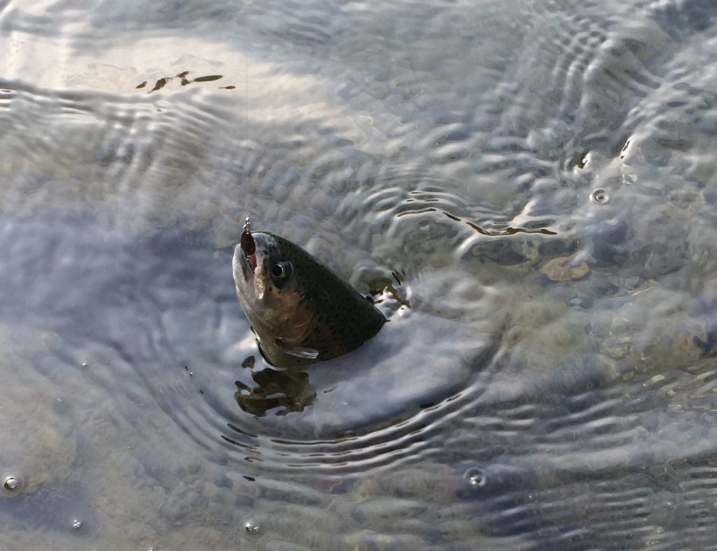 マイクロスプーンで釣ったニジマス