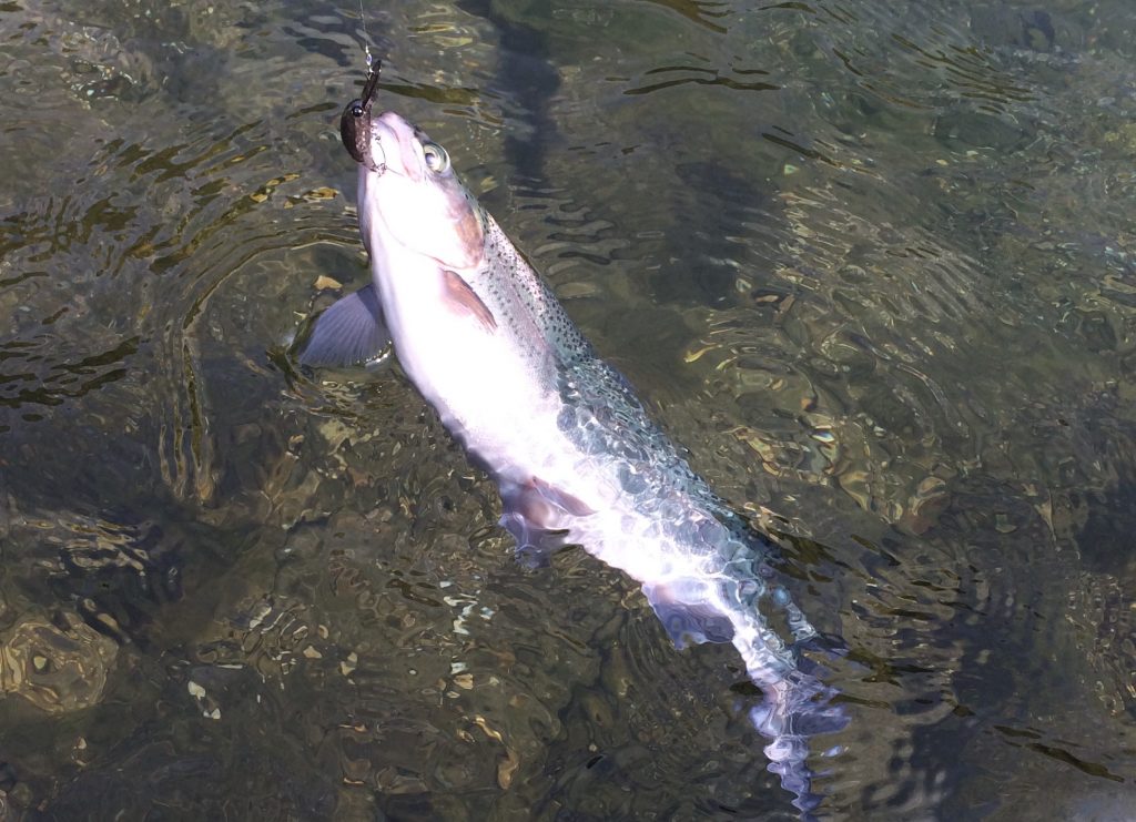 ニジマスゲットイメージ