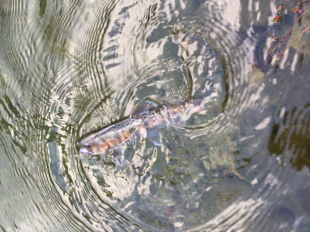 イワナイメージ