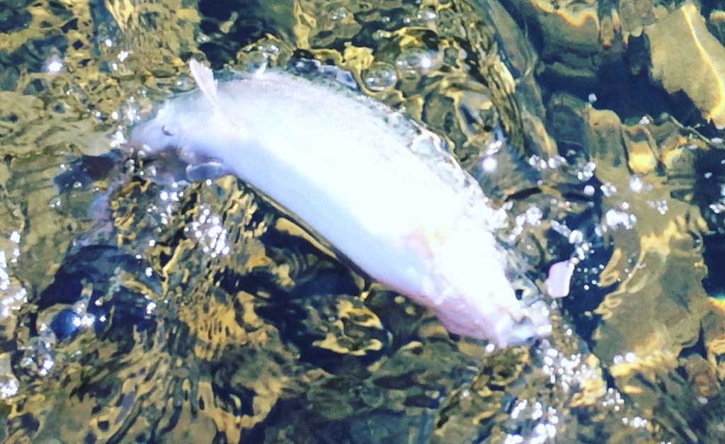 トップウォーターでトラウト攻略！基本知識と使い方