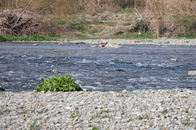 ウグイの好きな瀬