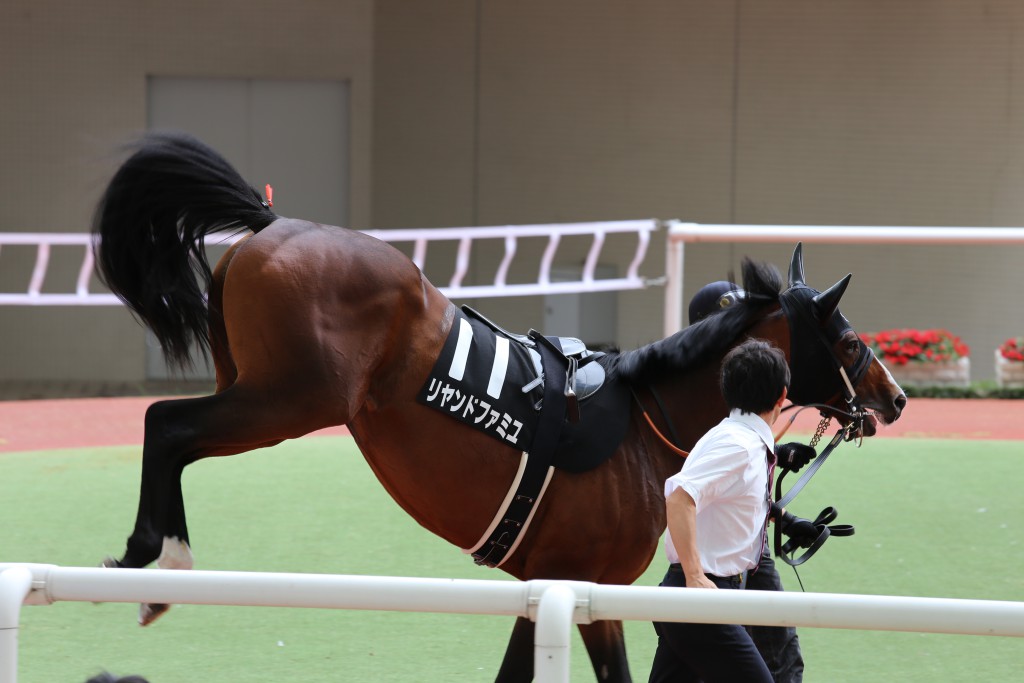 パドックイメージ