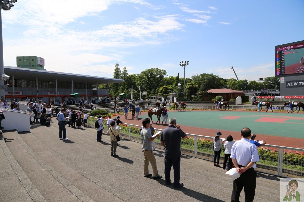 大井競馬場のパドック