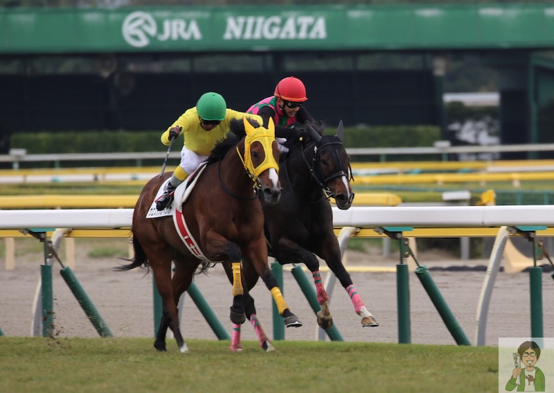 競馬場で競馬を観戦