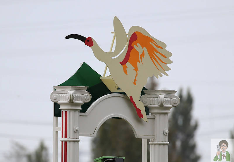 新潟競馬場へ行って現地観戦してきた感想