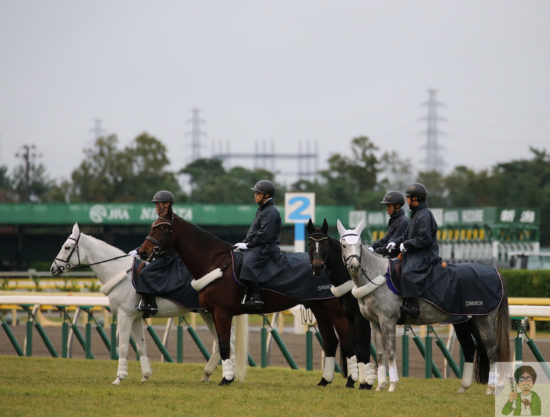 新潟競馬場へ初めて行ってみた感想まとめ