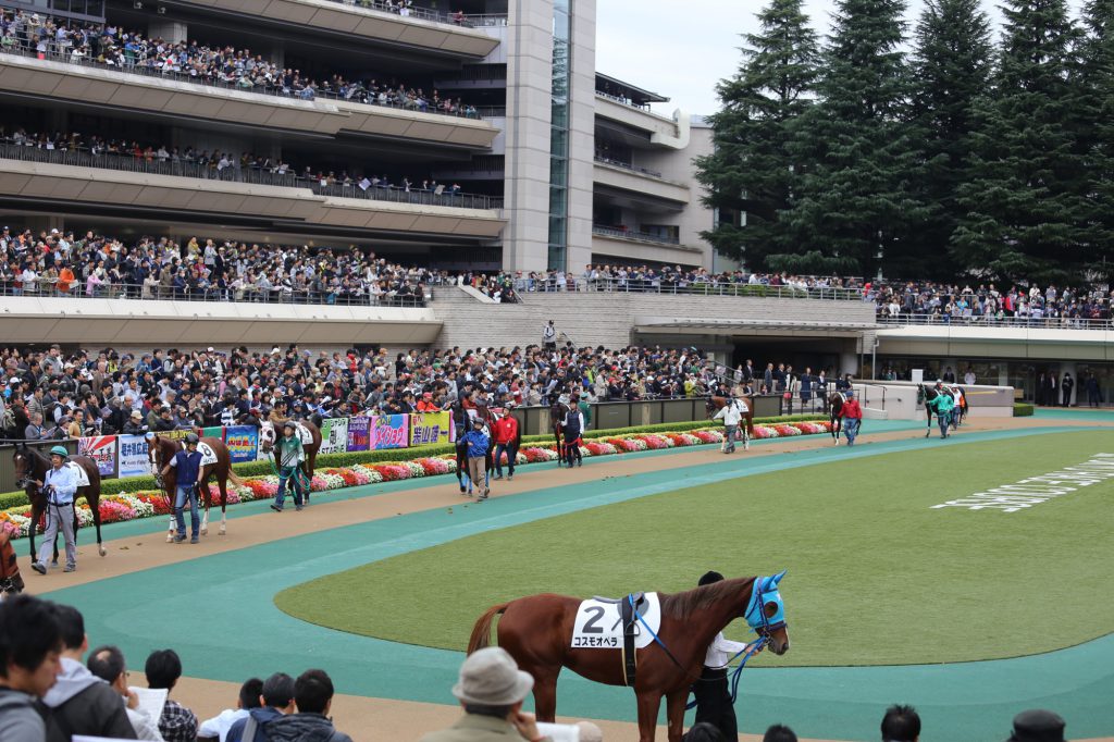 パドックの模様