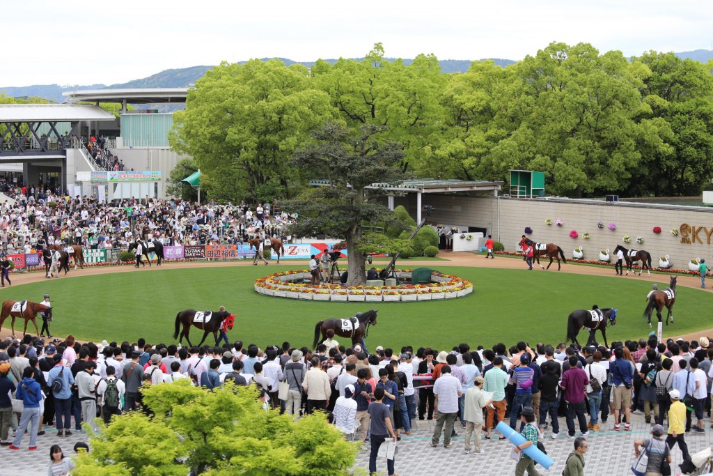 京都のパドック