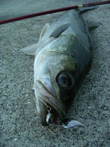 スピンテールで釣ったシーバス
