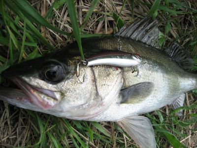 レンジバイブで釣ったシーバス