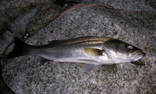 ローリングベイトで釣ったシーバスイメージ